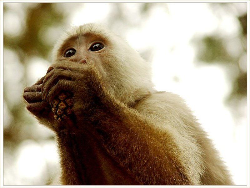 обезъяна и шишка Кедровое лакомствоphoto preview