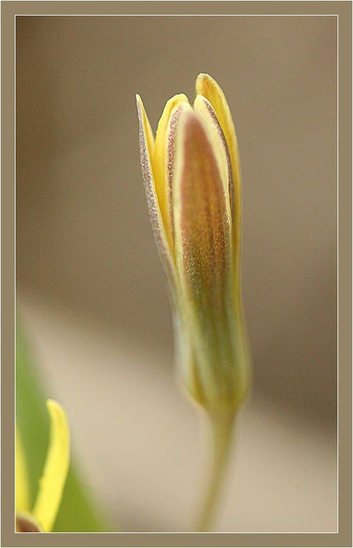 нежнаяphoto preview