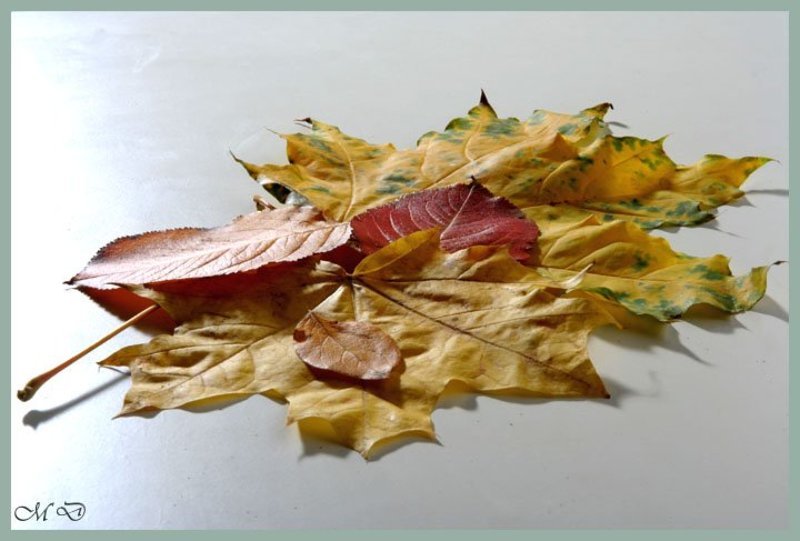 листья, осень,натюрморт Что такое осень ?photo preview