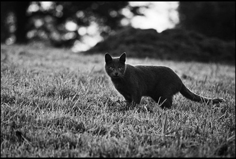 Lucem, кошка, трава сама по себеphoto preview