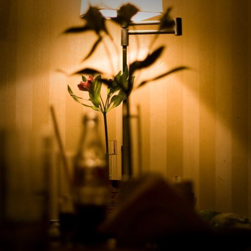 цветок, takachi , кафе луч цвета в темном царствеphoto preview