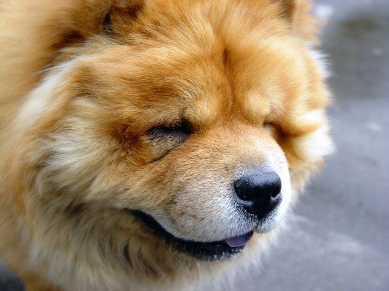 чао-чао Сейчас, чихну....photo preview