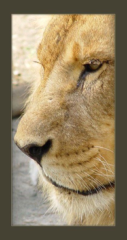 лев Левphoto preview