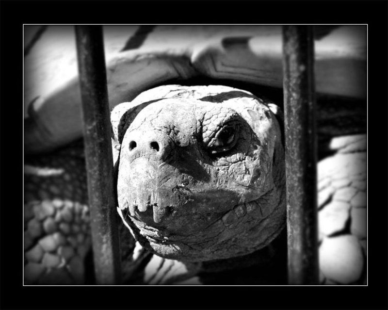 панцирь Смущенный взгляд относительно пожилой дамыphoto preview