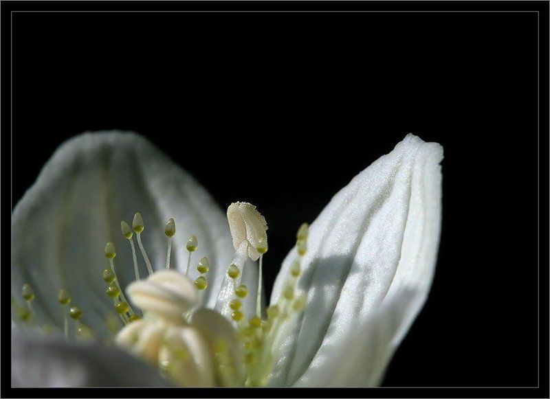 цветокphoto preview