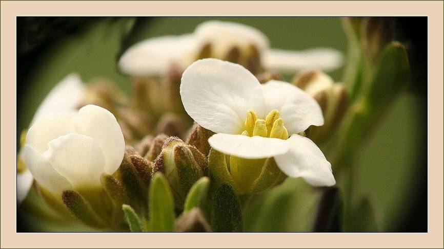 макропанорама :-). Автор: Gleb , Gleb