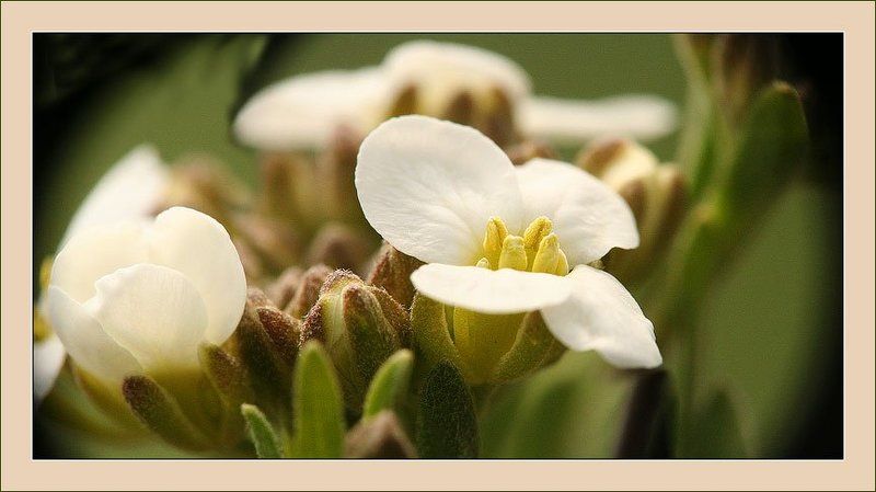 макропанорама :-)photo preview