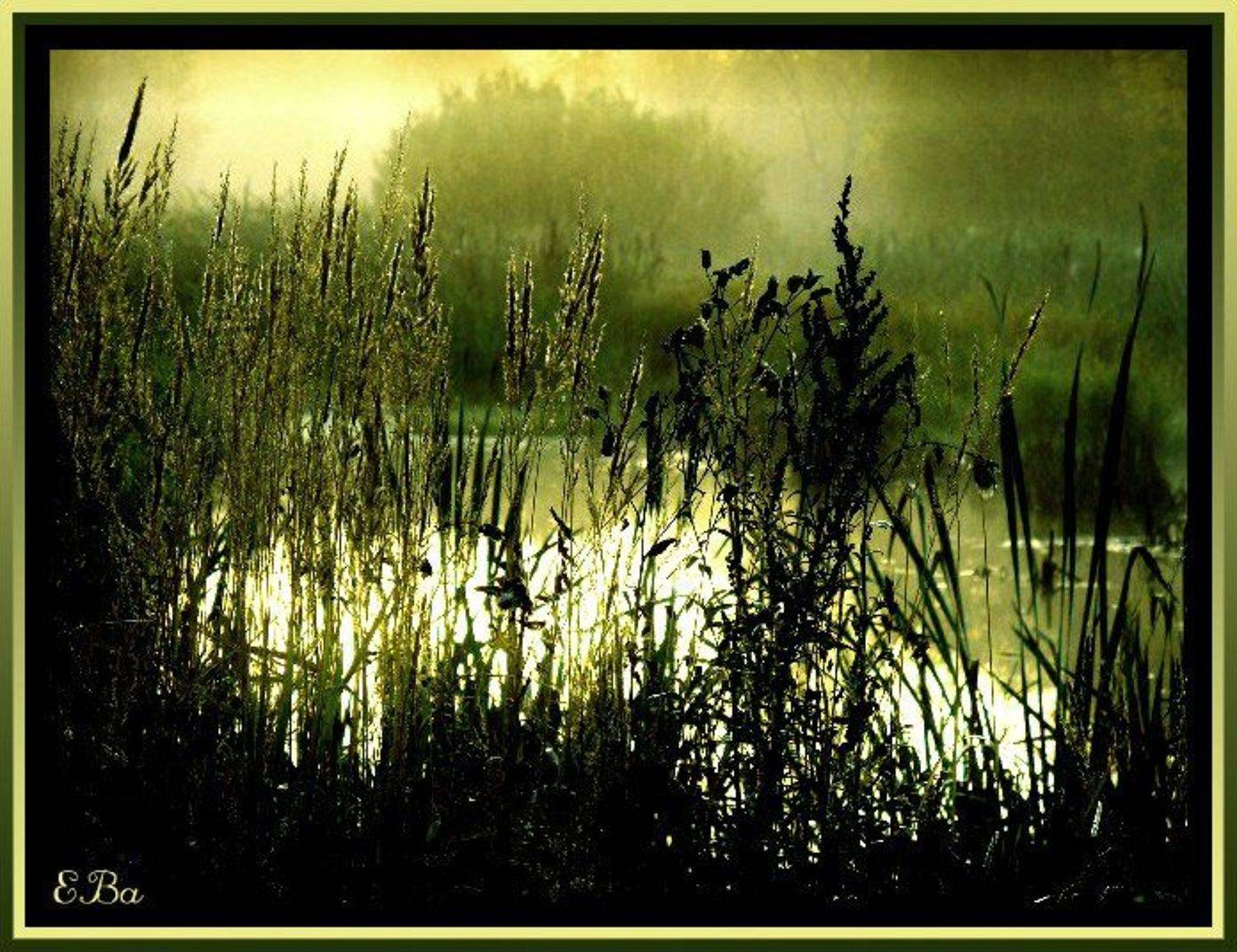 Свет.... Автор: Екатерина (PhotoJourneys.ru) Васягина свет,пруд, Екатерина (PhotoJourneys.ru) Васягина