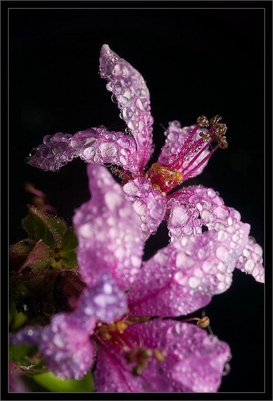 росаphoto preview