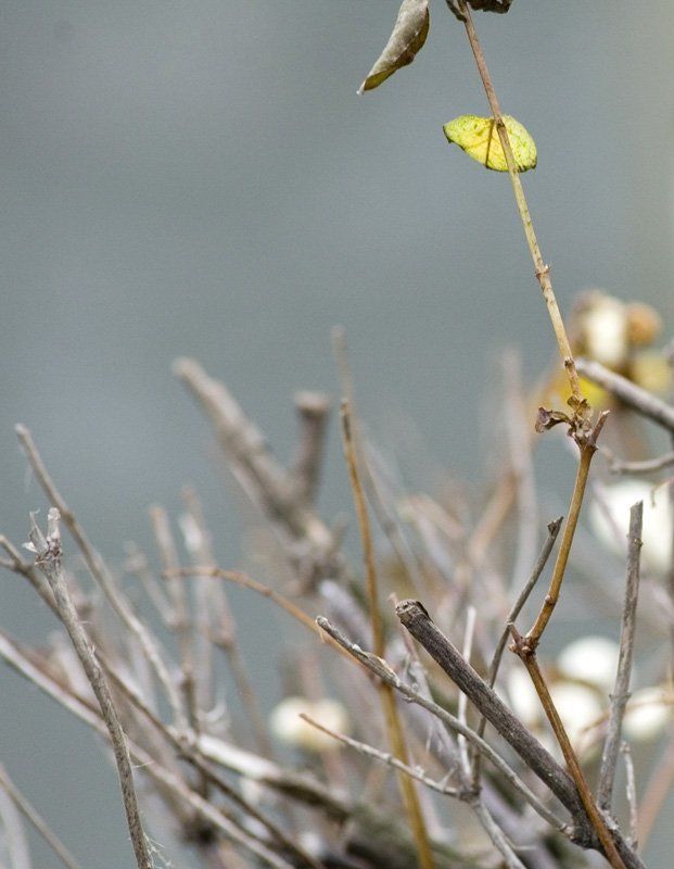 лист, декабрь, куст Листphoto preview