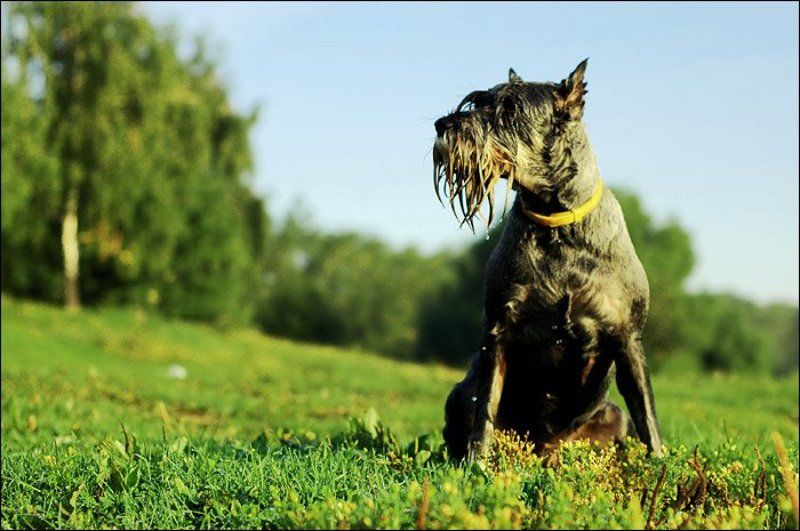 Миттель, Миттель-шнауцер, собака, Шнауцер photo preview