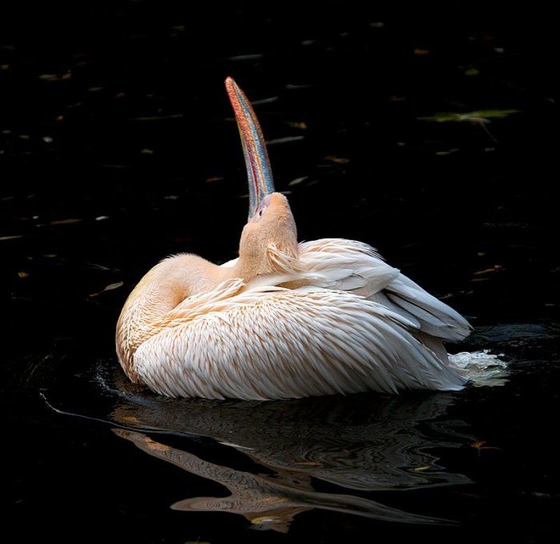 пеликан, птицы Балет... фото превью