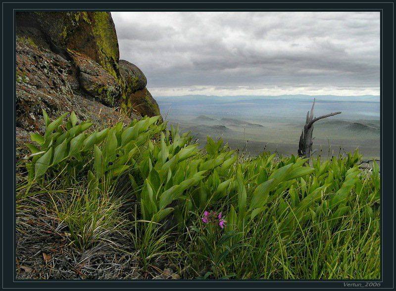 Тут не для всех цветут цветы.... Автор: Игорь Глушко горы, травы, цветы, Игорь Глушко