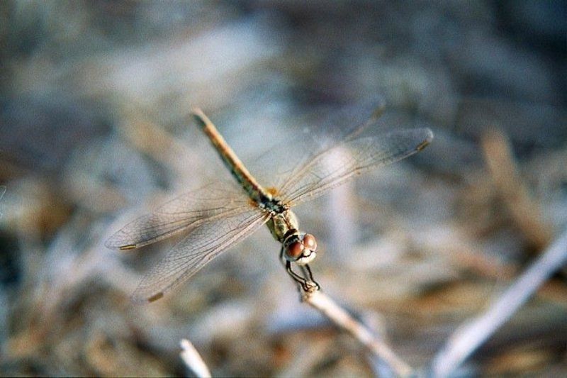 фото, стрекоза, close up #3photo preview