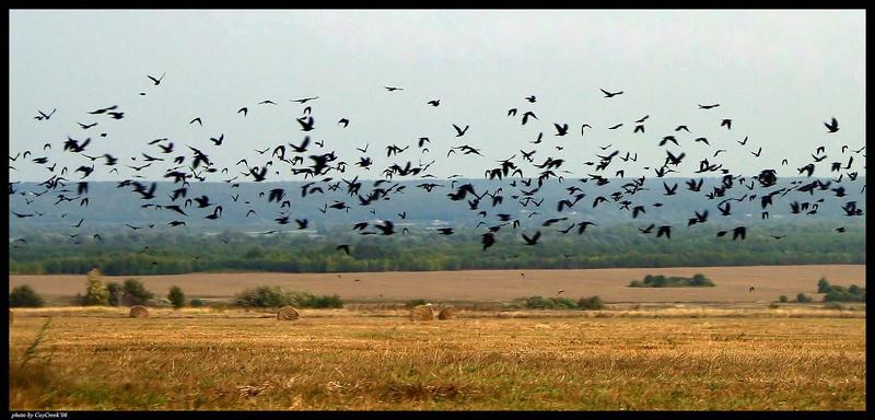 птицы Птицыphoto preview