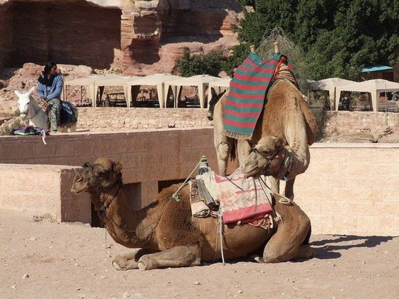Иордания, Петра, верблюд Нежность верблюдаphoto preview