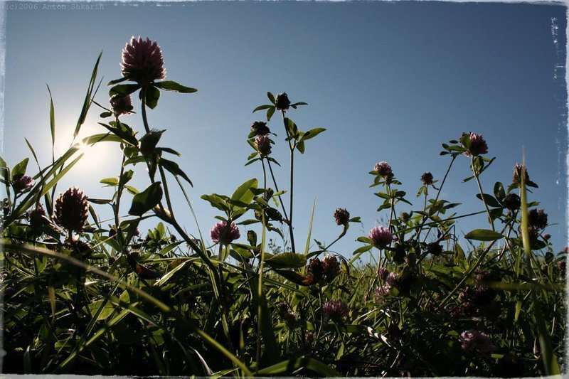 Летоphoto preview