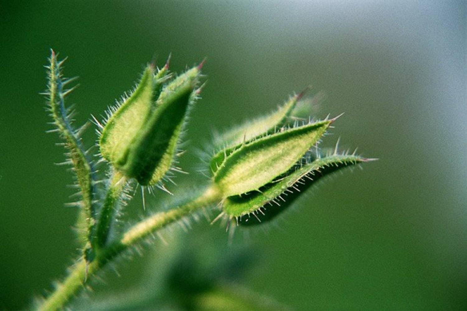 #4. Автор: blyum макро, трава, зелень, растения, blyum