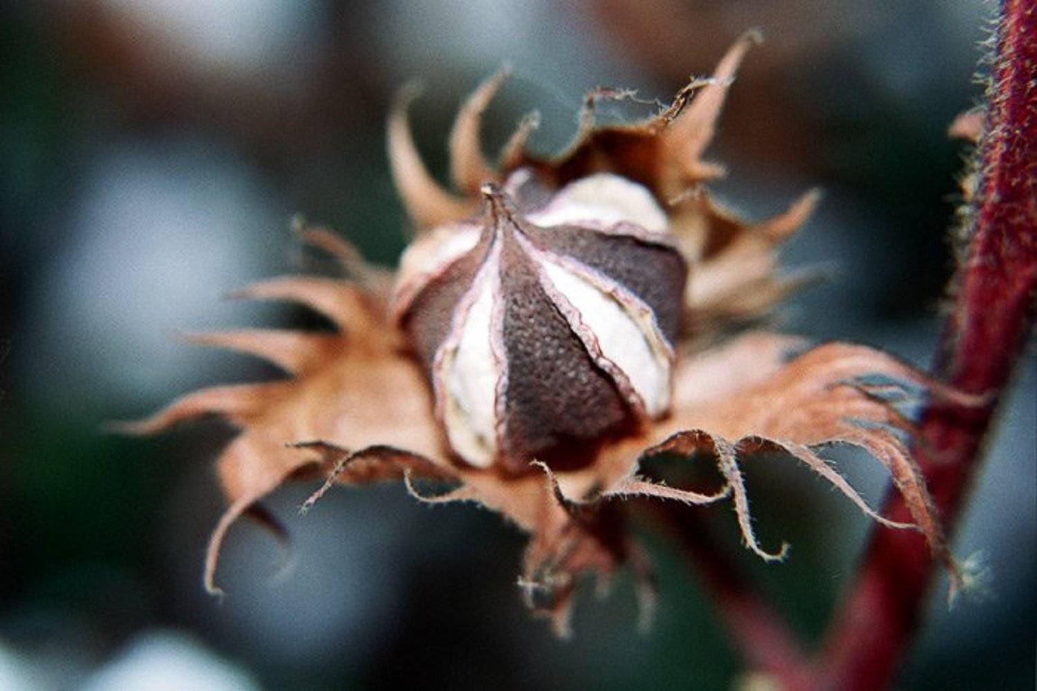 #5. Автор: blyum Close up, Хлопок, blyum