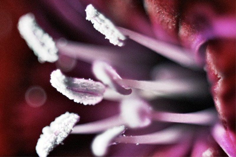 Макро, цветок, половые органы, пестики, тычинки #6photo preview