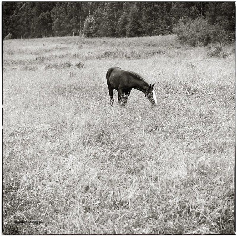 лошадь, лошади, конь, horses, horse, equi, zabegin ***photo preview