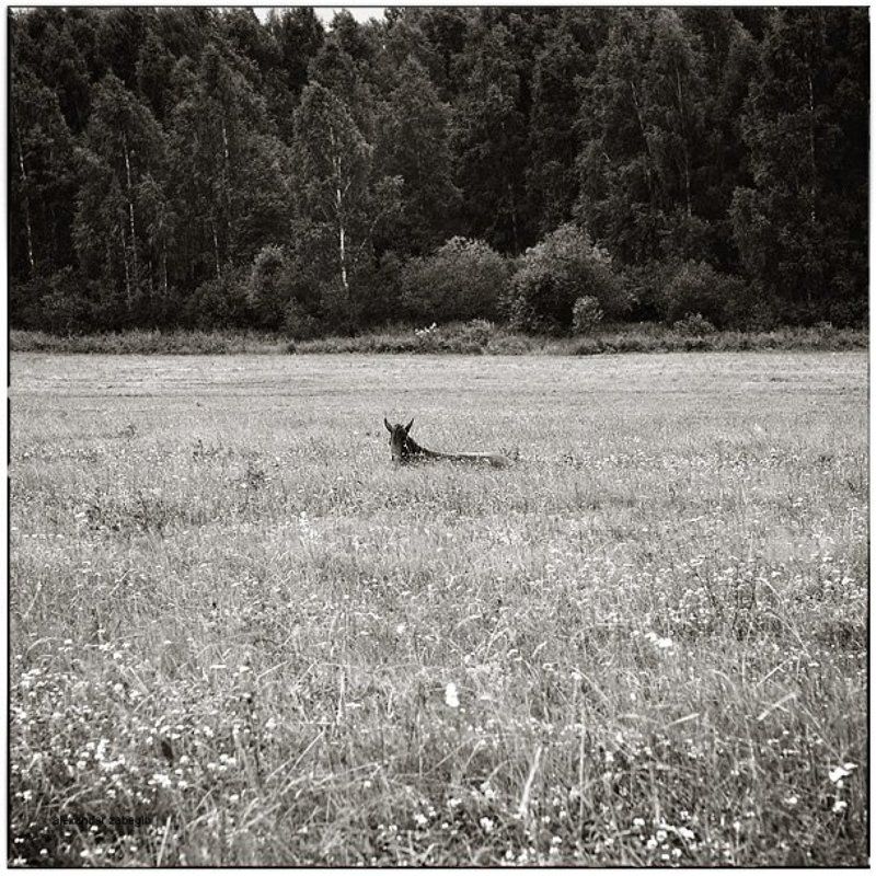 лошадь, лошади, конь, horses, horse, equi, zabegin ***photo preview