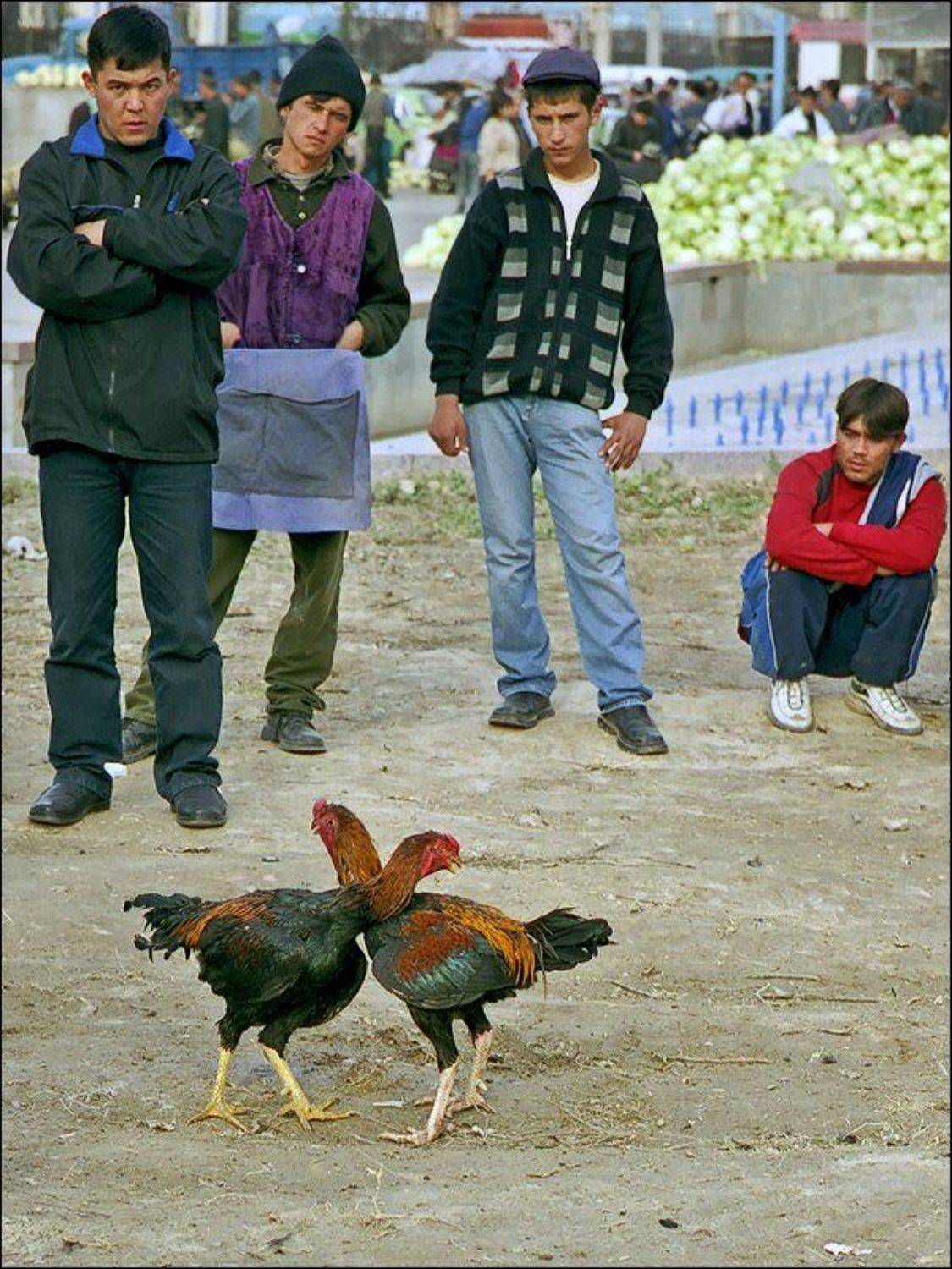 Узбекистан, Ташкент, рынок, петухи., SVD