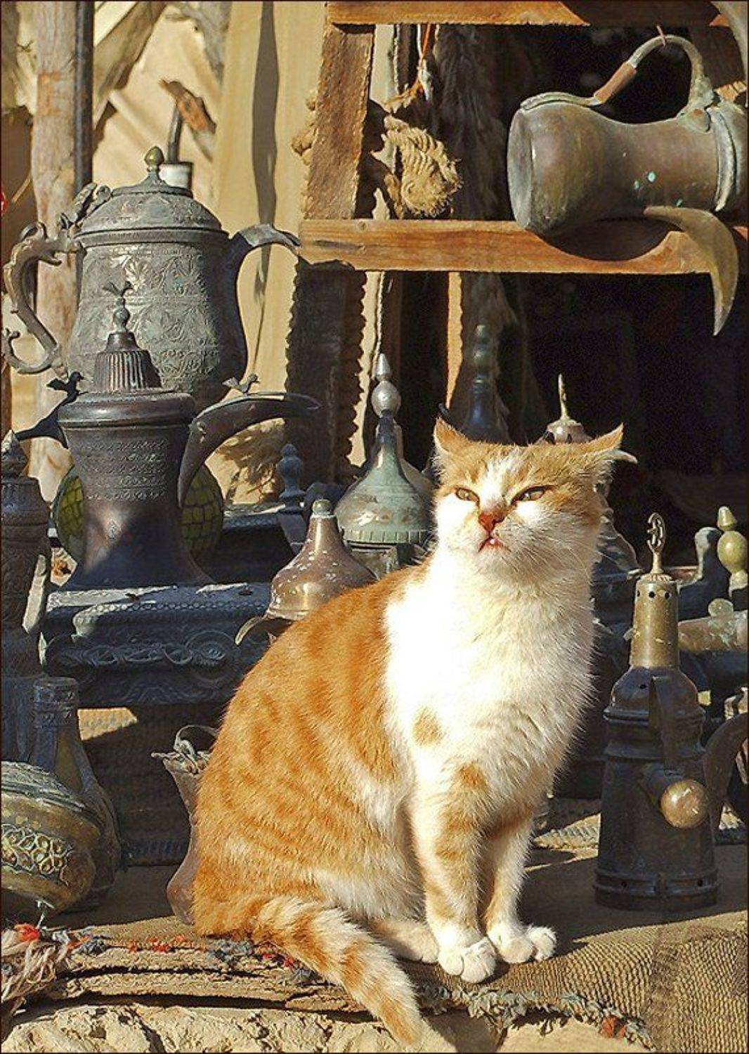 Утомленная солнцем. Автор: SVD Иордания, окрестности Петры, SVD