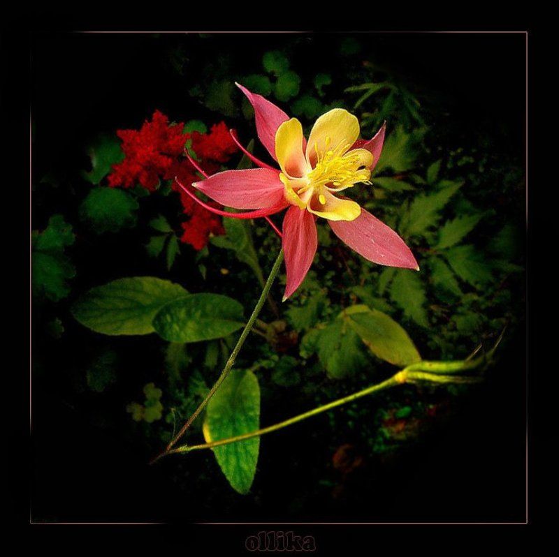 Аквилегия, лето ,дача Цветочек... Аленький...photo preview