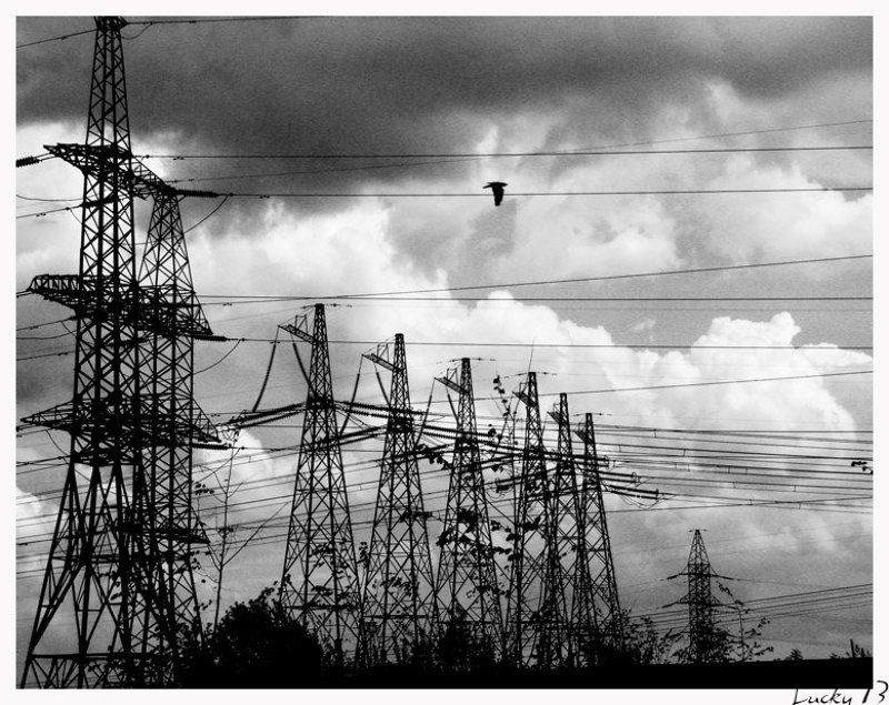 природа,линии ,птица слияниеphoto preview