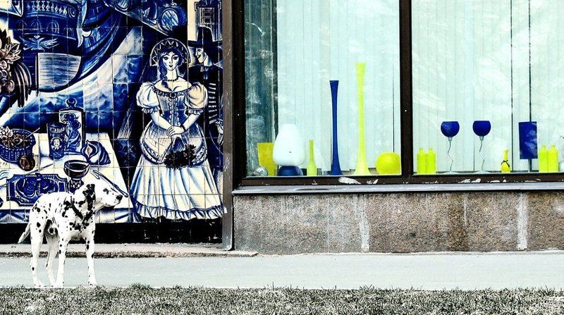 далматин, цвет Лёгкий запах цвета.photo preview