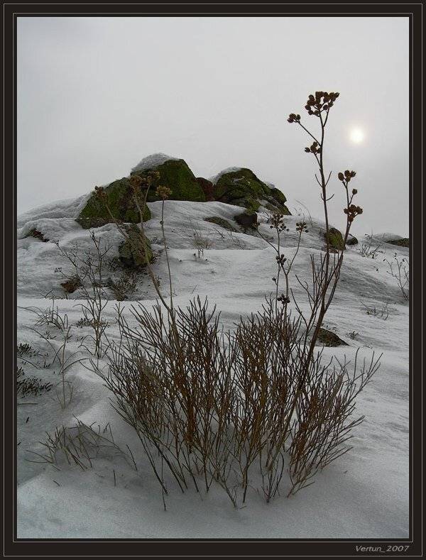 цветы,зима,скалы,камни, Игорь Глушко