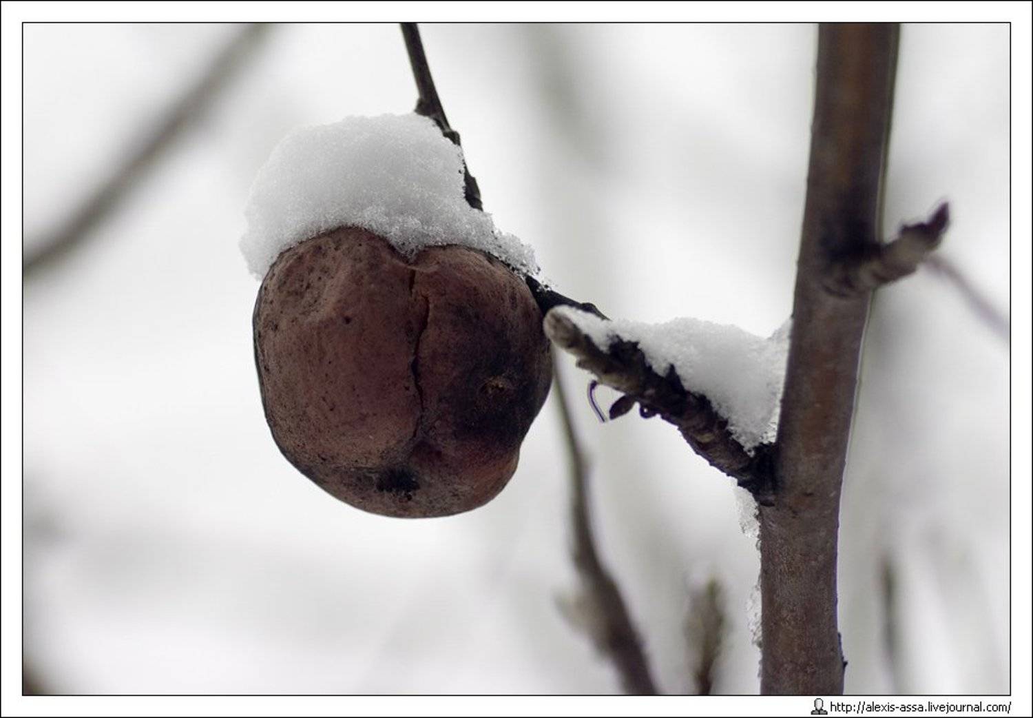 яблоко, зима, Alexis Assa