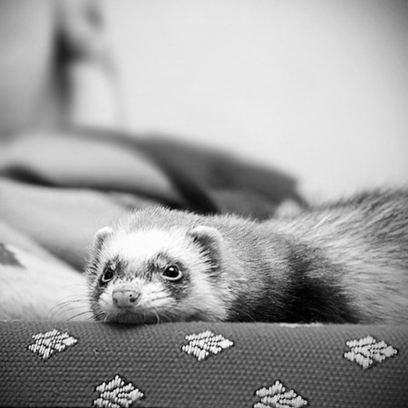 хорек, чб photo preview