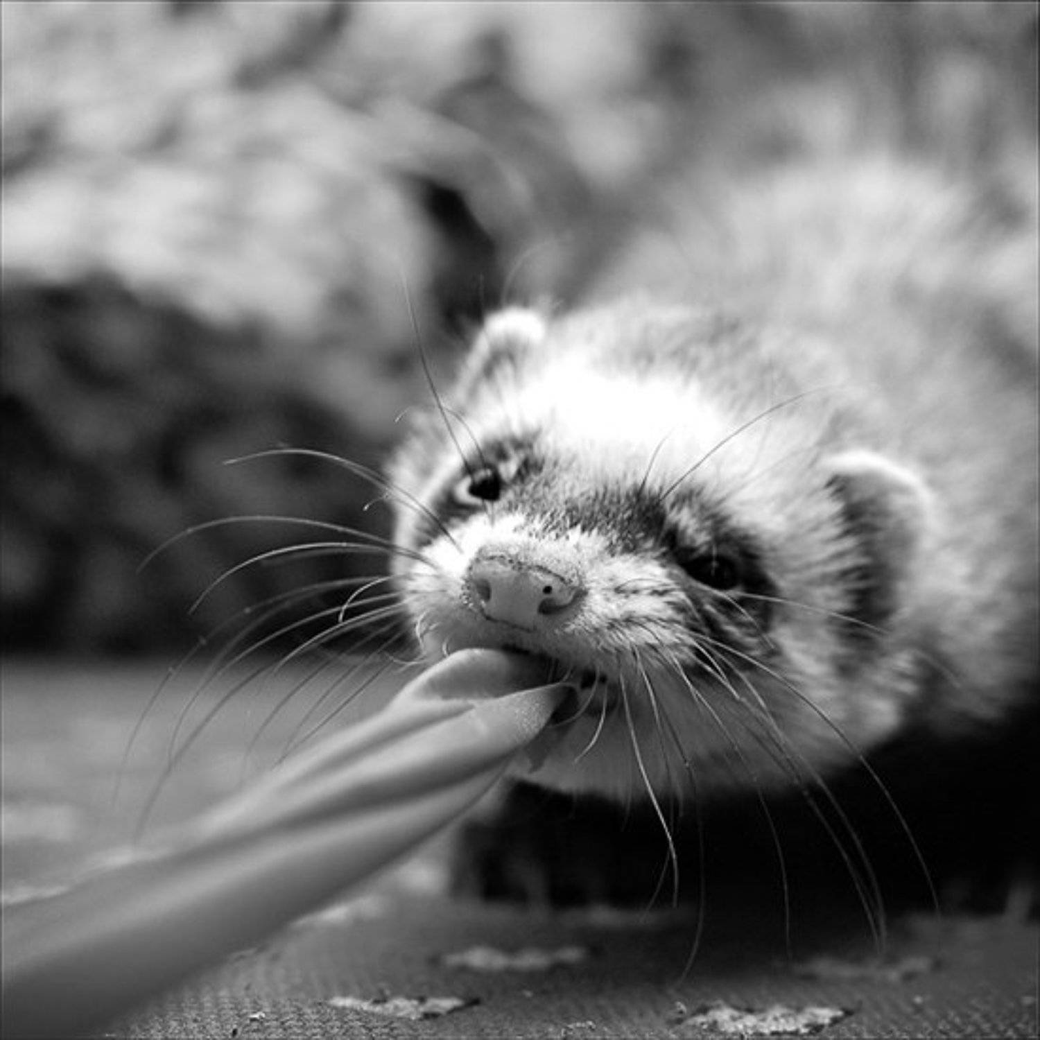 хорек, Валерий Кочергин