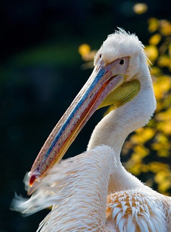 пеликан, птицы, портрет, животные модель... фото превью