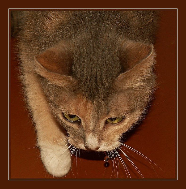 Охотницаphoto preview