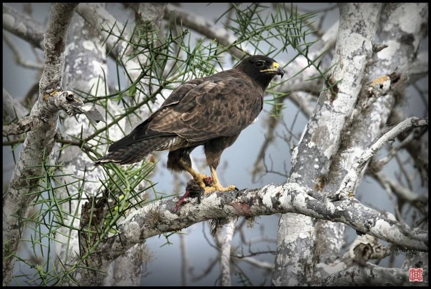 Galapagos Hawk, Buteo galapagoensis, Cairns