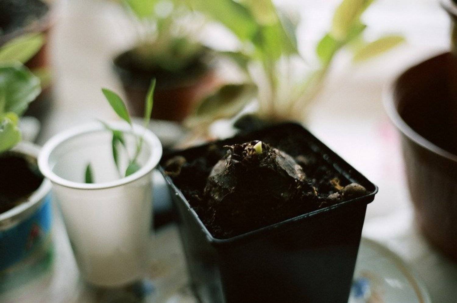 Автор: ju4a окно, весна, утро, ju4a