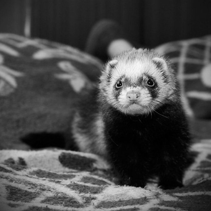 Ferret, Гадя, Зверек, хорек photo preview