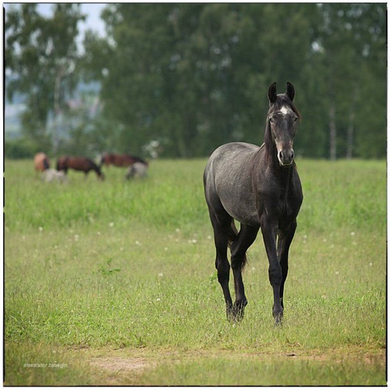 лошадь, лошади, конь, horses, horse, equi, zabegin ***photo preview