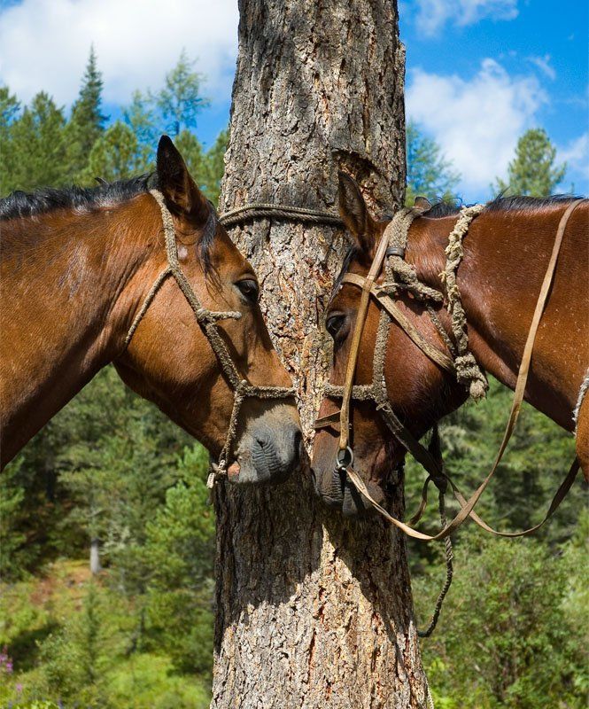 Алтай, лошади Между переходамиphoto preview
