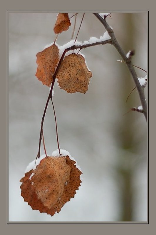 Про первый снег...photo preview