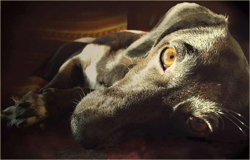 собака Послеполуденный отдыхphoto preview