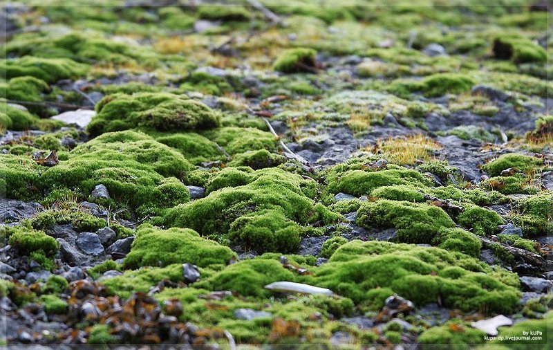 Днепропетровск, Nature, kUPa Зелёная зимаphoto preview