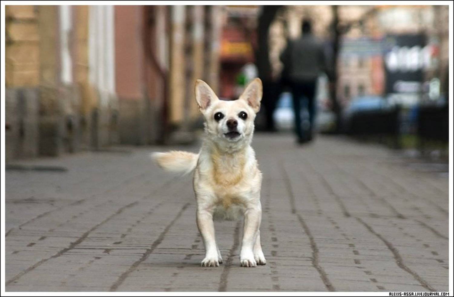 Автор: Alexis Assa собака, Alexis Assa