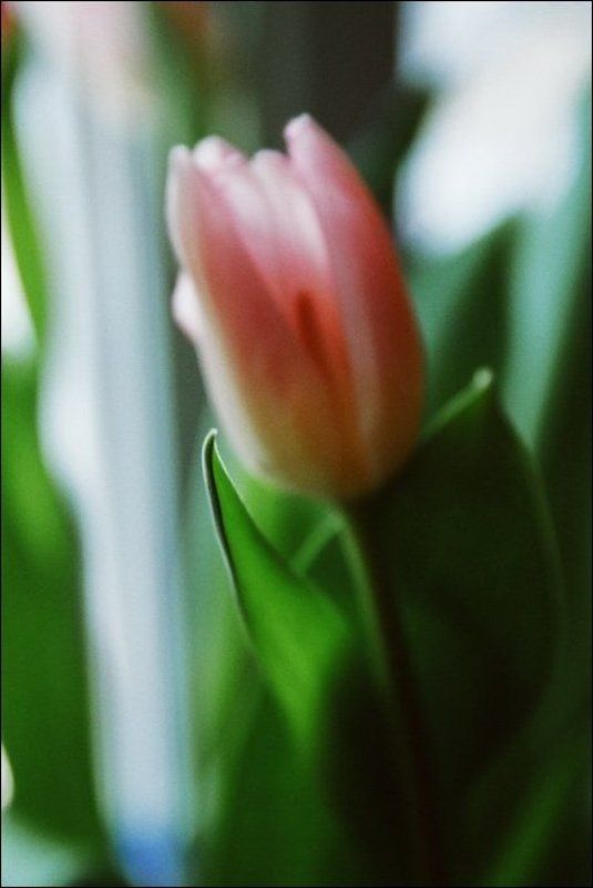 тюльпан photo preview