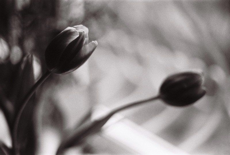 тюльпаны, ч/б photo preview