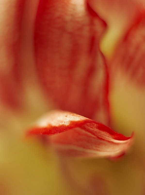 Макро, цветок Постигая тайны цветов #1photo preview