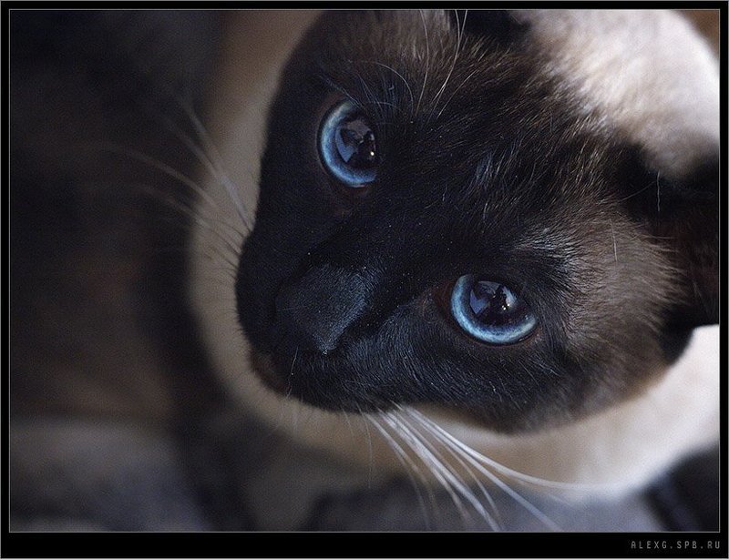 Alex G EYES фото превью